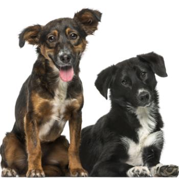 Two Crossbreeds - brown and black dog