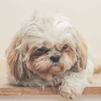 A Shi-Tzu mixed breed dog with fluffy white fur