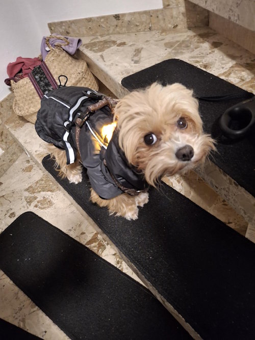About Me 4 My dog in a warm coat